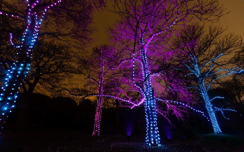 Firework Trees, Christmas at Kew, Ithaca 2018 - Rikard Osterlund