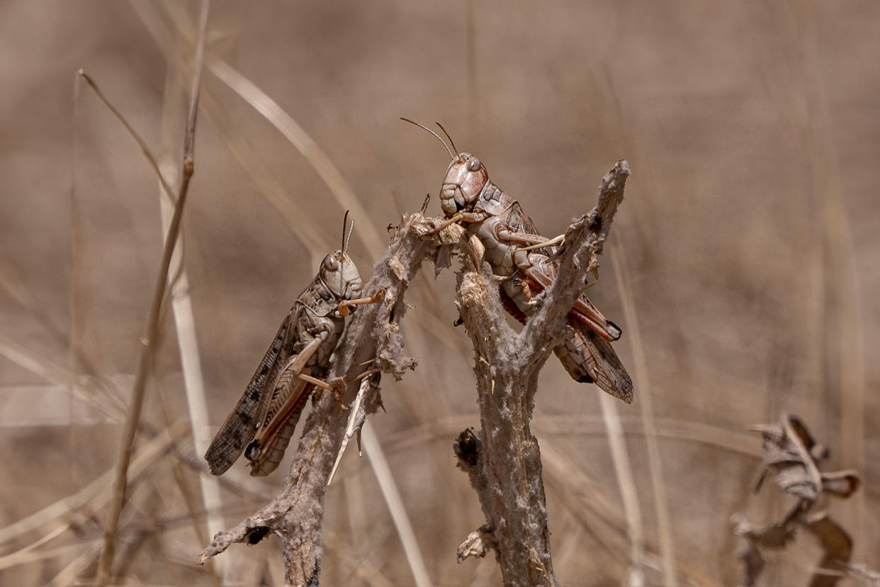 Locust WAKIL KOHSAR/AFP via Getty Images