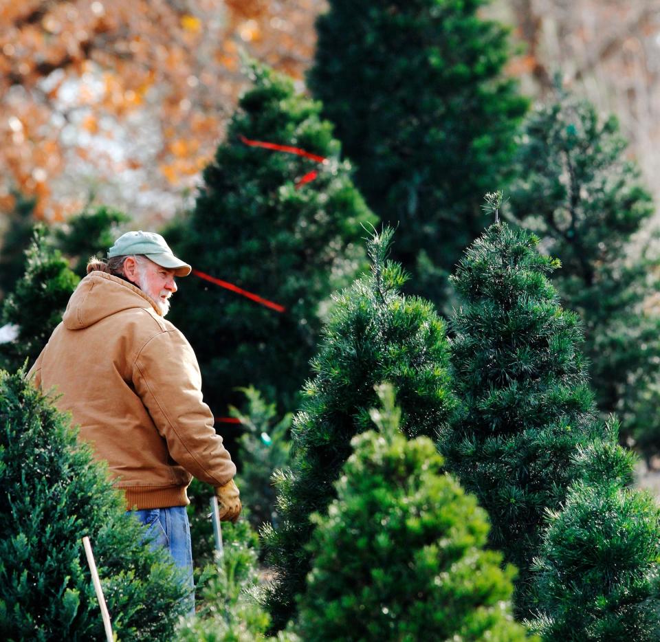 A customer walks among trees waiting to be cut in 2011 by prospective Christmas tree shoppers at the Sorghum Mill Christmas Tree and Blackberry Farm in Edmond. This business and eight others in central Oklahoma are offering shoppers trees and associated gear, wreaths and other experiences this year.