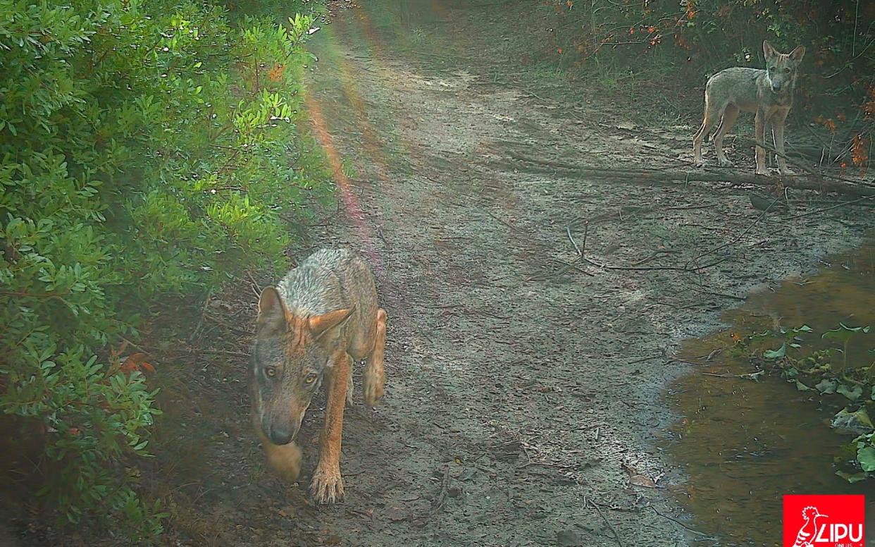 Two young wolves living in the natural reserve of Castel di Guido, near Rome - LIPU - Italian League for the Protection of Birds