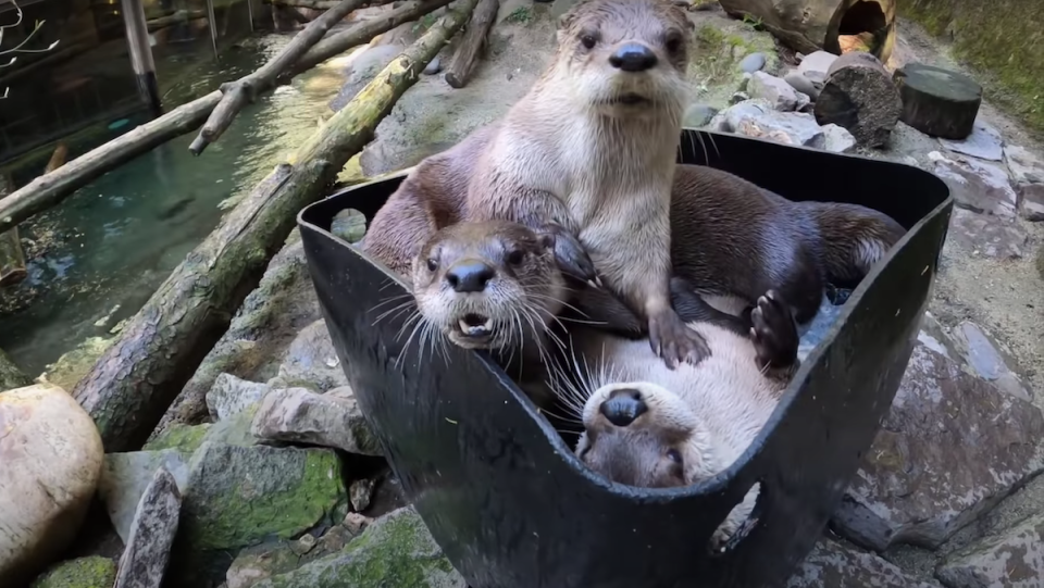 Three otters play in a barrel of ice.