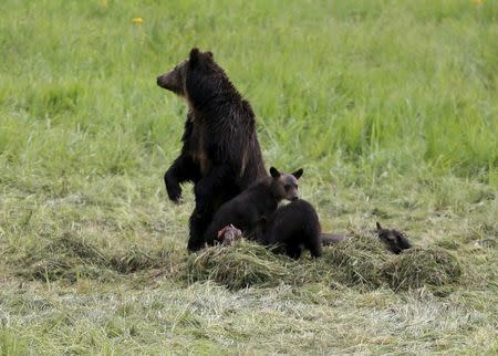 A grizzly bear looks around while she and her two cubs feed on the carcass of a bison in Yellowstone National Park in Wyoming, United States, July 6, 2015. REUTERS/Jim Urquhart