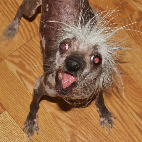 <p>Courtesy of WORLD'S UGLIEST DOG</p> Rascal Deux, the winner of the 2023 Ugliest Dog Contest's People's Choice Award