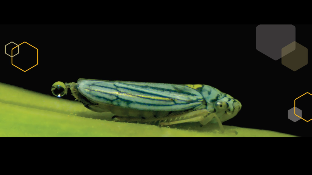 Un cicadélido carga una gota de orina antes de catapultarla. <a href="https://www.chbe.gatech.edu/news/2023/02/breadcrumb-home-super-fast-insect-urination-powered-physics-superpropulsion-super-fast" rel="nofollow noopener" target="_blank" data-ylk="slk:Fuente: Georgia Institute of Technology;elm:context_link;itc:0;sec:content-canvas" class="link ">Fuente: Georgia Institute of Technology</a>