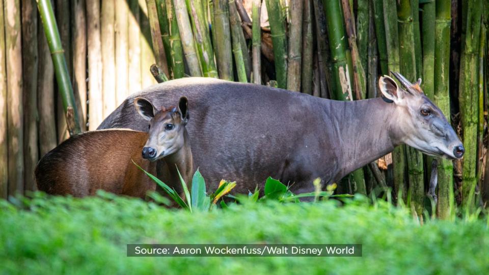 After spending a few months bonding with mom Pearl backstage, yellow-backed duiker baby Penny, born in the spring, can now be spotted on Gorilla Falls Exploration Trail.