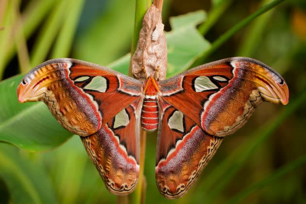 An Atlas moth, though not the particular individual seen in Washington state. (Photo: John Fotheringham / 500px via Getty Images)