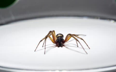 False Widow spiders, which can bite painfully, have been seen predominantly in the South - Credit: Alamy