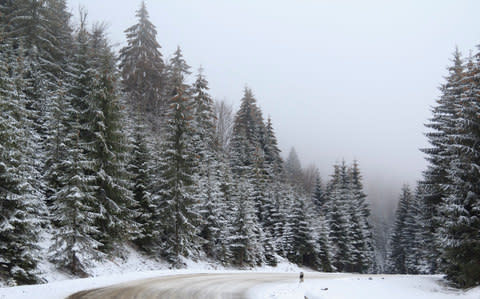 Christmas trees: science has finally found the answer to needle drop