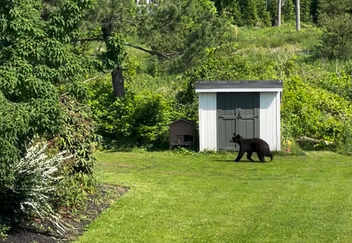 A black bear spotted in Doylestown Township Friday morning was captured on video by resident Jeremy Deppeler in Shady View Circle, near the Olde Colonial Greene neighborhood, off of Sandy Ridge Road.