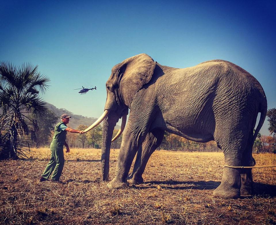 The majestic African elephant’s hind legs had been restrained by a rope – a reality which was hidden from followers due to the way the picture was cropped before being uploaded as part of an Earth Day tribute. Photo: Duke of Sussex