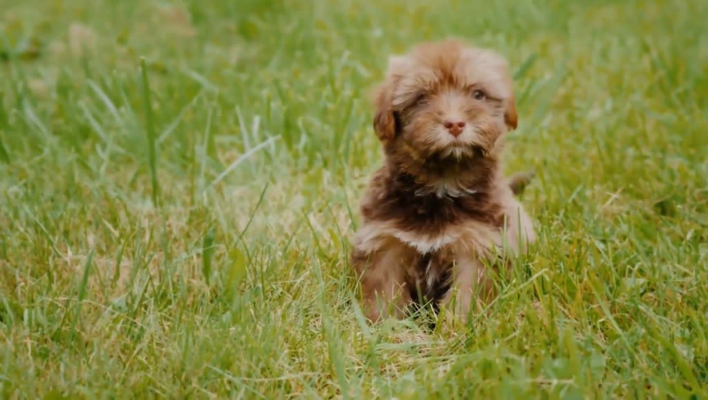 Cute Havapoo puppy standing in grass.