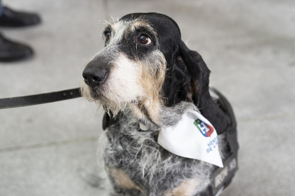 A dog with a white scarf featuring the Hospices de Beaune logo sits attentively on a leash