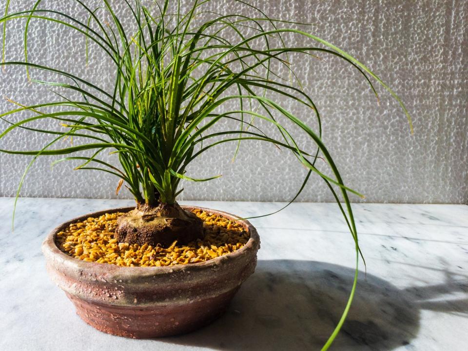 Ponytail palm or with white texture background