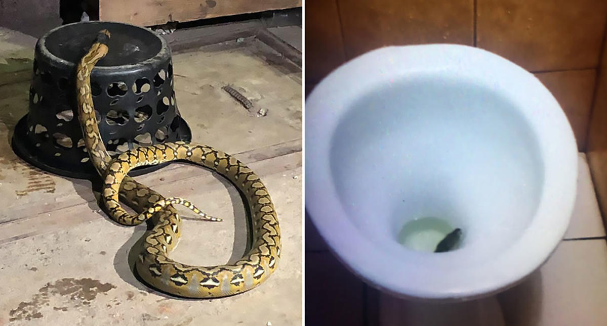 Wild footage shows snake slithering around toilet