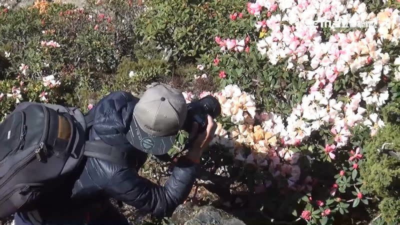 因正值杜鵑花期，讓合歡山湧入大批賞花遊客。