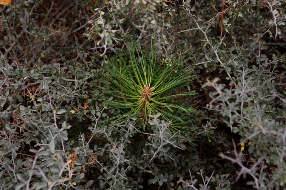 A sapling grows in the burn scar region of the San Jacinto Mountains in Palm Springs.