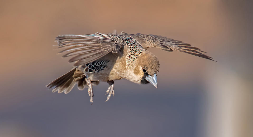 Animals in flight