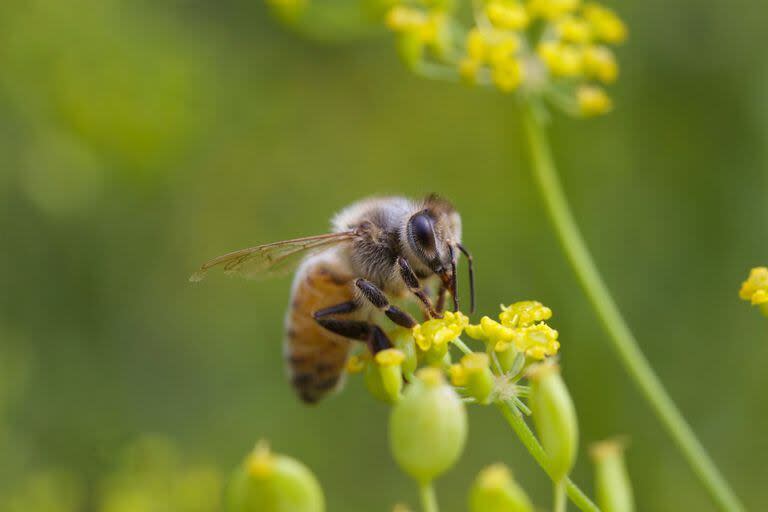 Dado que los pesticidas tóxicos y la desaparición de hábitats han reducido las poblaciones de las abejas y otros polinizadores, algunas flores han evolucionado para fertilizar más a menudo sus propias semillas, en lugar de las de otras plantas