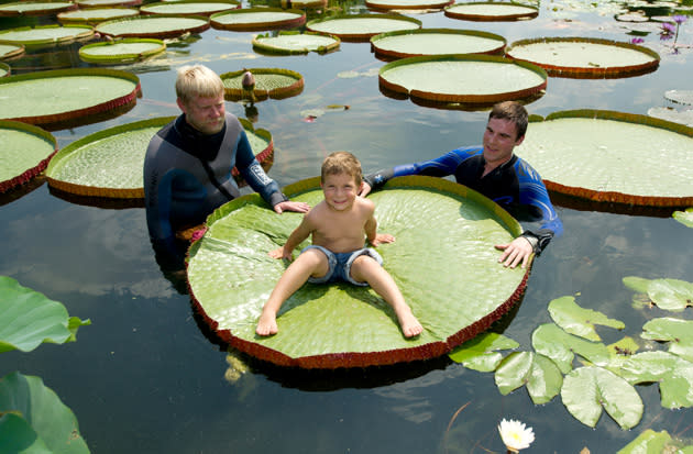 Employees of the botanic garden pose for a photo with a 5 year old boy who sits on a big lily pad in Stuttgart, southern Germany. Temperatures during the next few days are predicted to remain high, there may be occasional thunderstorms on the weekend. AFP PHOTO / MARIJAN MURAT GERMANY OUT