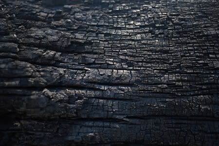 A burnt tree is seen in Jamanxim National Forest, in the Amazon near Novo Progresso