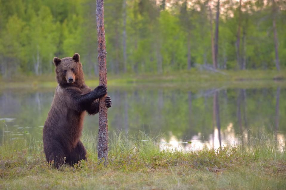 Récompensée du label “EDEN” -Destination Européenne d'Execellence- pour la qualité de son offre touristique et son respect de l'environnement, cette région au nord-est de la Finlande est idoine pour les amoureux de la nature et des grands espaces.