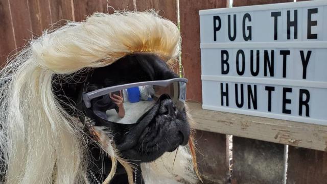 This Dog Already Won Halloween With 'Pug the Bounty Hunter' Costume