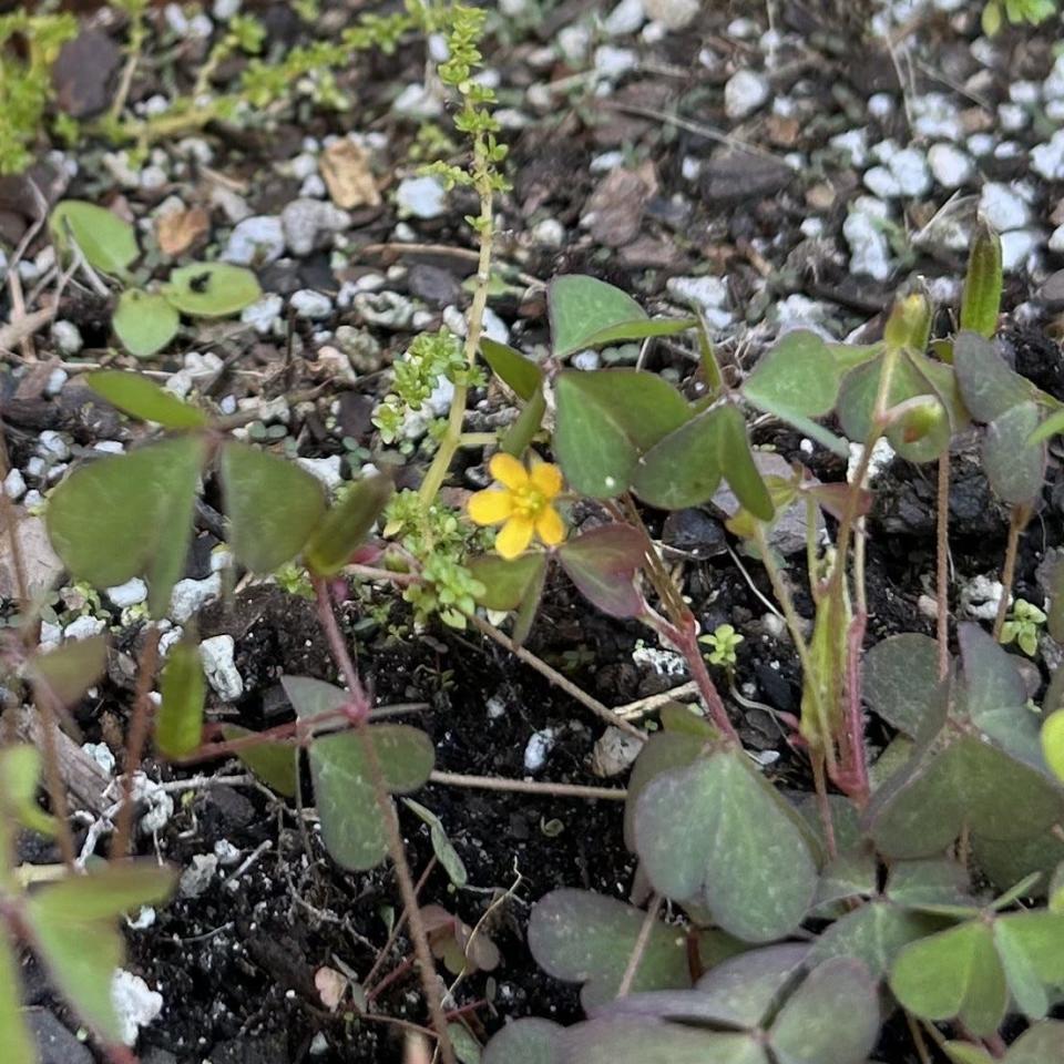 A Florida native, Creeping woodsorrel is a weed and will be found throughout the state, especially in undisturbed natural areas.