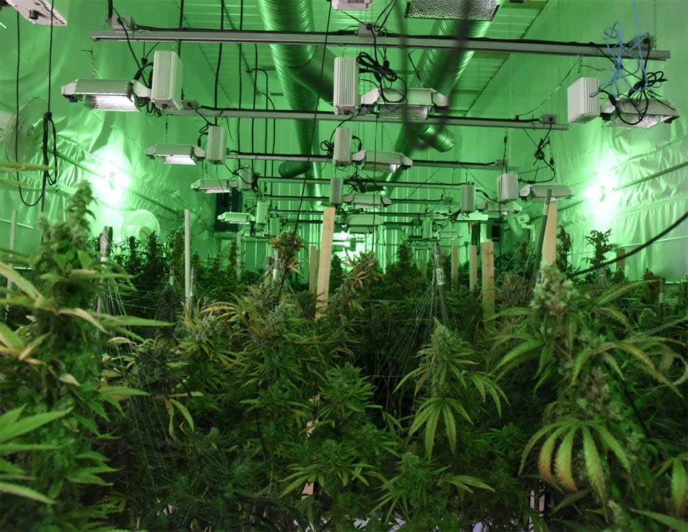 RCMP supplied this image of a cannabis grow-op they say was part of Project Decrypt. (Submitted by RCMP - image credit)