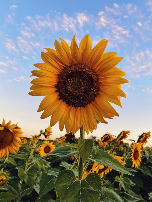 Sunflower, the Kansas state flower<p><a href="https://unsplash.com/photos/2IzoIHBgYAo" rel="nofollow noopener" target="_blank" data-ylk="slk:Aaron Burden via UnSplash;elm:context_link;itc:0;sec:content-canvas" class="link ">Aaron Burden via UnSplash</a></p>