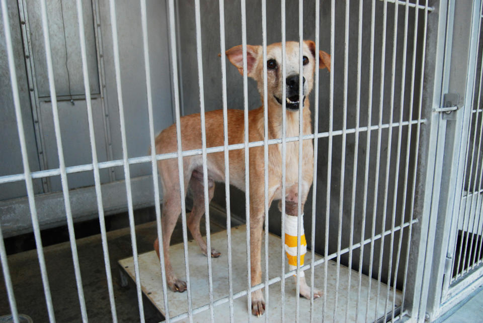 This image provided by the San Bernardino County Animal Shelter in San Bernardino, Calif., shows an injured dog at the shelter on Friday, July 5, 2013. The animal was one of more than 130 dogs seized from a hoarder two weeks ago. The animals had been living in one large pack for years without proper food, medical care or human interaction, officials said. They can only be released to rescue groups because of the costly and extensive medical care and behavior work they need. (AP Photo/San Bernardino County Animal Shelter, C.L. Lopez)