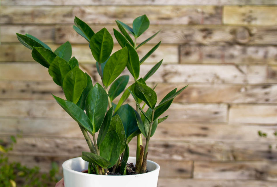 ZZ plant in a white pot against a wood background