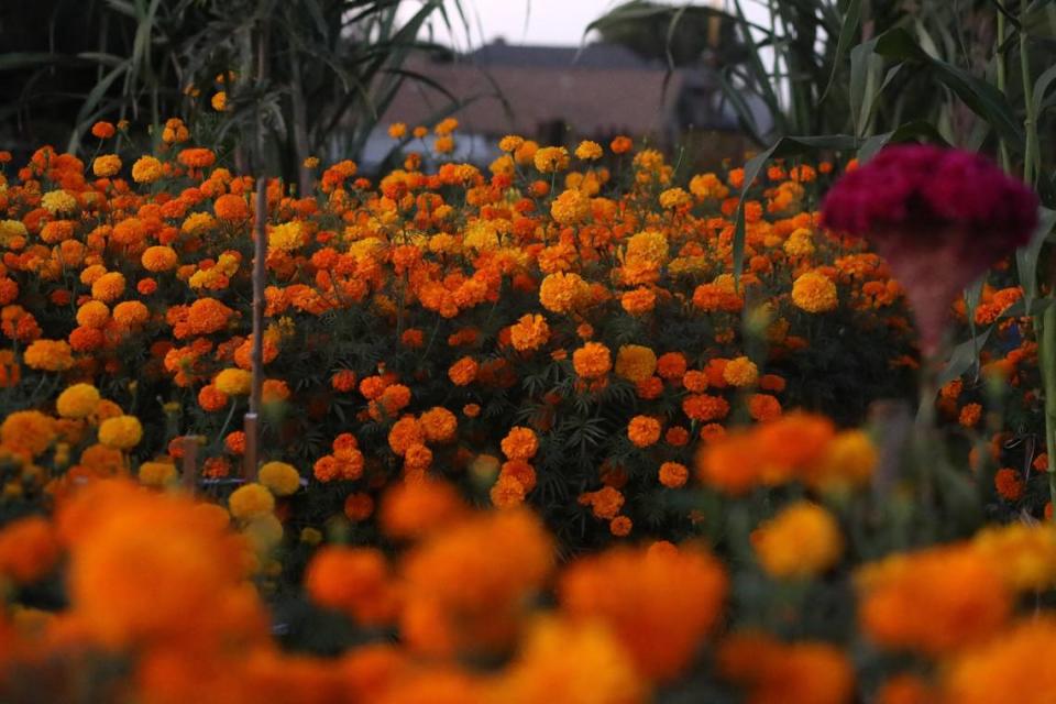 El jardín comunitario de Fresno Metro Ministry en la esquina de las avenidas Poplar y Belmont - lleno del vibrante color naranja en diferentes tonalidades de la flor de cempasúchil - el 24 de octubre en Fresno.