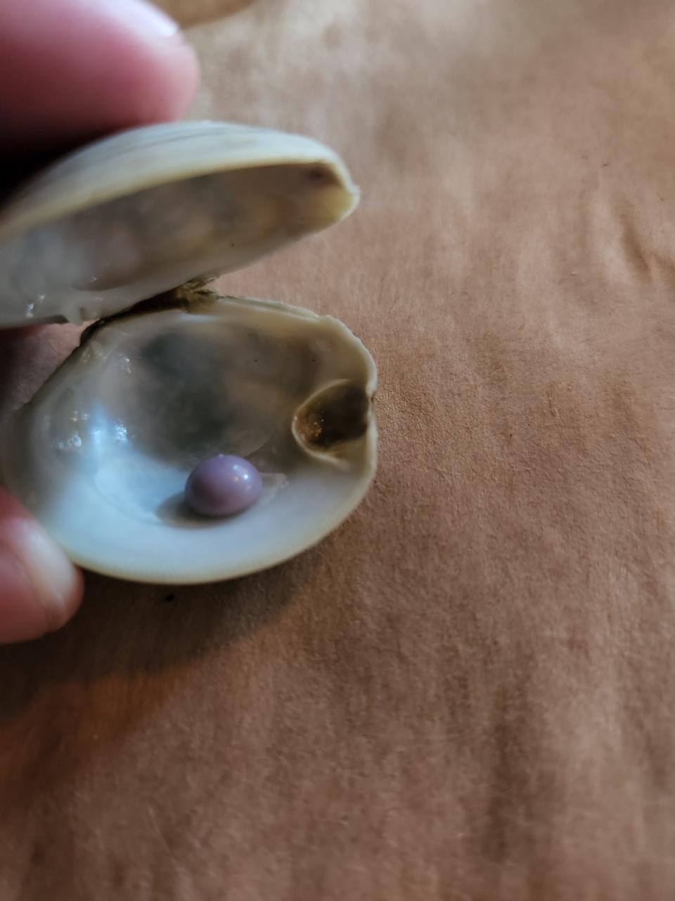 The clam in which Overland found the pearl has a visible nook, where it the pearl apparently grew.
