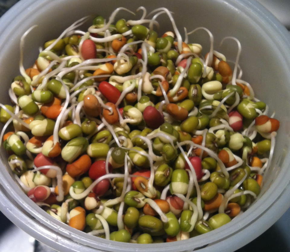 “Creative Commons Mixed Beans Sprouted” by Dave Miller is licensed under CC BY 2.0