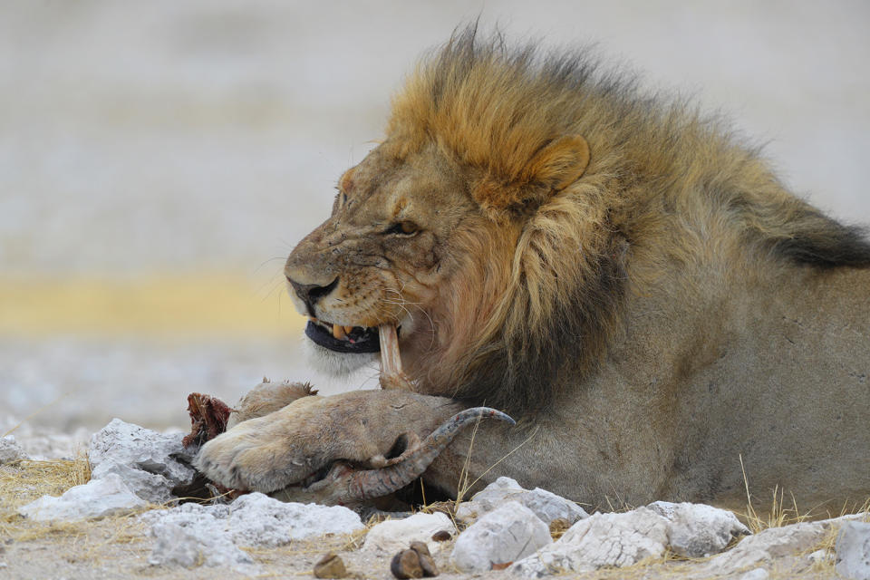 An older male lion comes away with dinner after a fight over the remains of a springbok killed at the Nebrowni water hole, Etosha National Park in Namibia. (Photo: Gordon Donovan/Yahoo News)