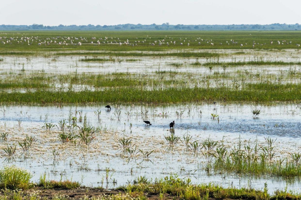 Terreno inundado en el Parque Nacional de Doñana (Andalucía, España). <a href="https://www.shutterstock.com/es/image-photo/andalusia-spain-768579196" rel="nofollow noopener" target="_blank" data-ylk="slk:Bimserd / Shutterstock;elm:context_link;itc:0;sec:content-canvas" class="link ">Bimserd / Shutterstock</a>