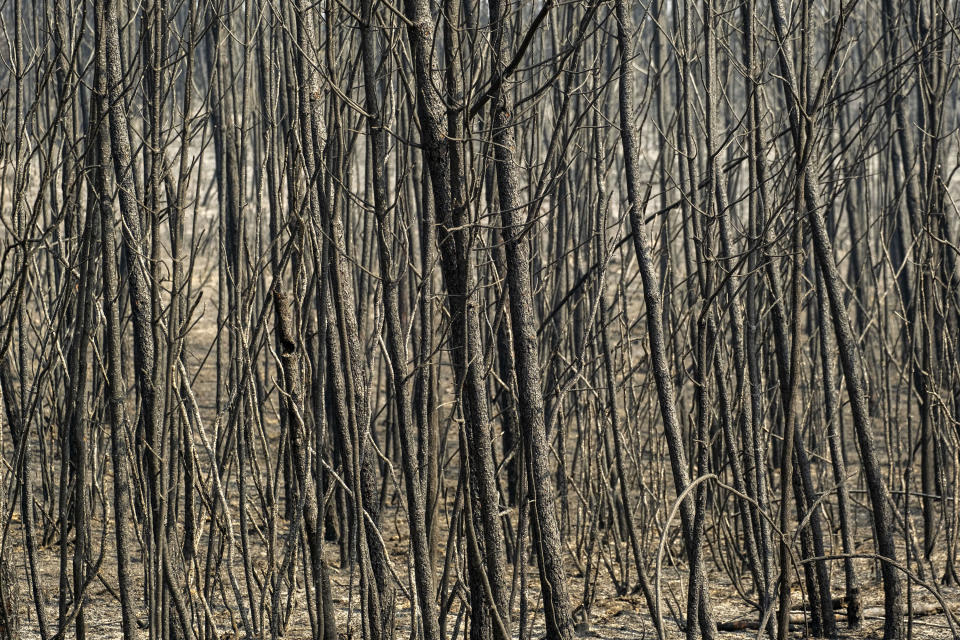 A view of a burnt forest is seen after a wildfire near Cardigos village, in central Portugal on Monday, July 22, 2019. More than 1,000 firefighters battled Monday in torrid weather against a major wildfire in Portugal, where every summer forest blazes wreak destruction. (AP Photo/Sergio Azenha)