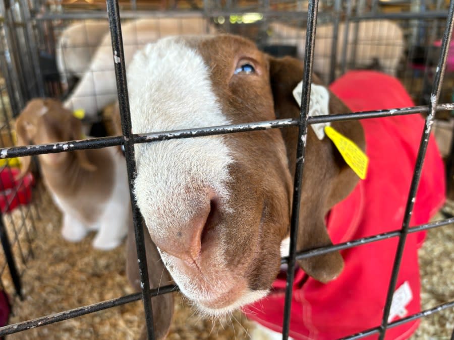 An inquisitive goat with its nose sticking out of a pen at the 48th annual Smith County Junior Livestock Show.