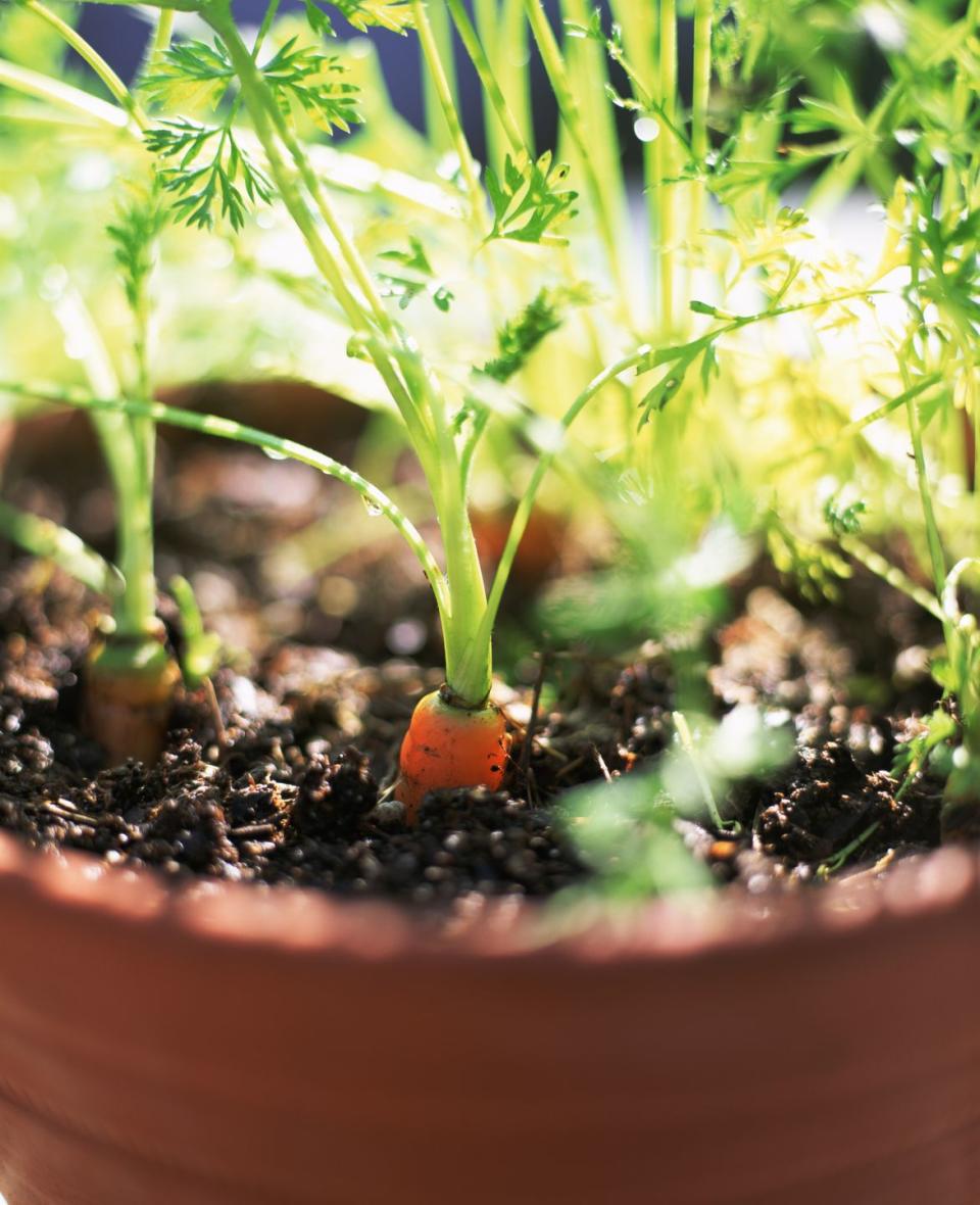 3) How to Grow Carrots in a Container