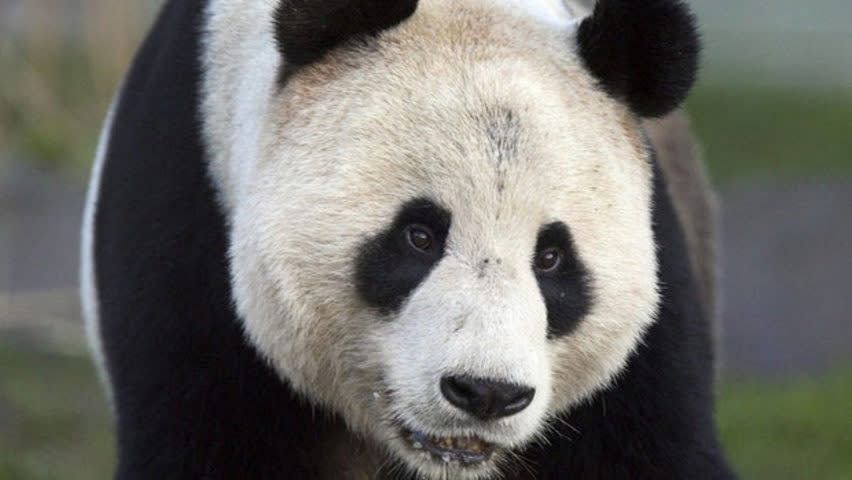 Two giant pandas arrive from China Monday morning, for a 10-year stay, first in Toronto and then on to Calgary.