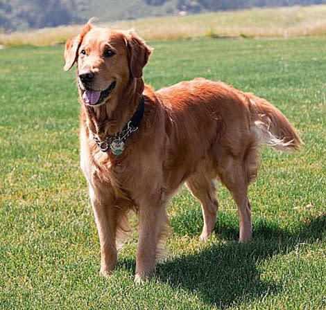 A registered service dog in California