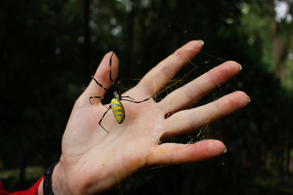 University of Georgia entomologist Nancy Hinkle compares an adult female Joro spider to the size of her hand.