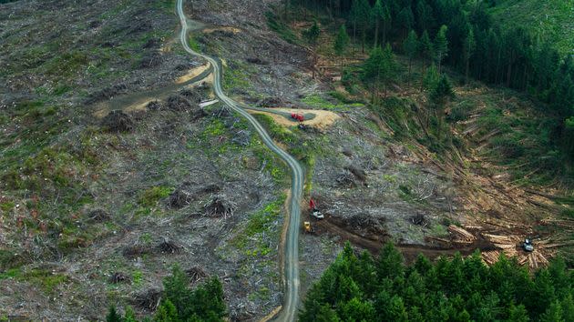 An aerial photograph of logging clear-cuts in the forest near Yachats in Lincoln County, Oregon. (Photo: halbergman via Getty Images)