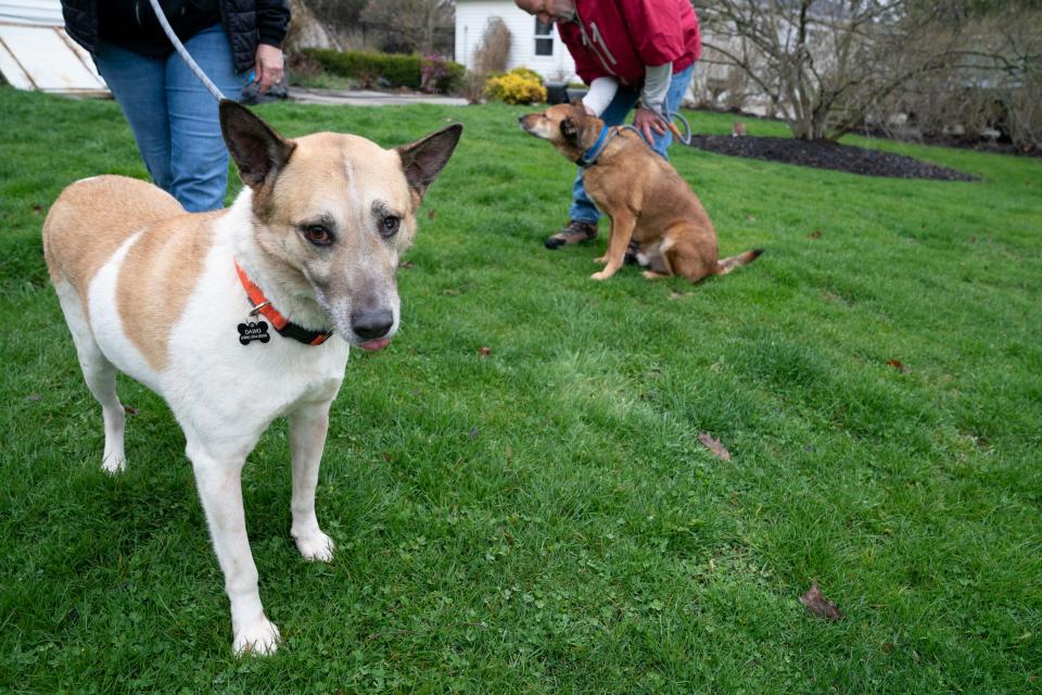 Karim, left and Falcon, two male Canaan dogs rescued from the West Bank get a walk from Janet and Jack Austin of Lake Orion who volunteer at DAWG (Detroit Animal Welfare Group) in Romeo on Friday, April 12, 2024. Currently, they are working with eight rescue dogs brought to them from the West Bank. These pups are looking for a good home.