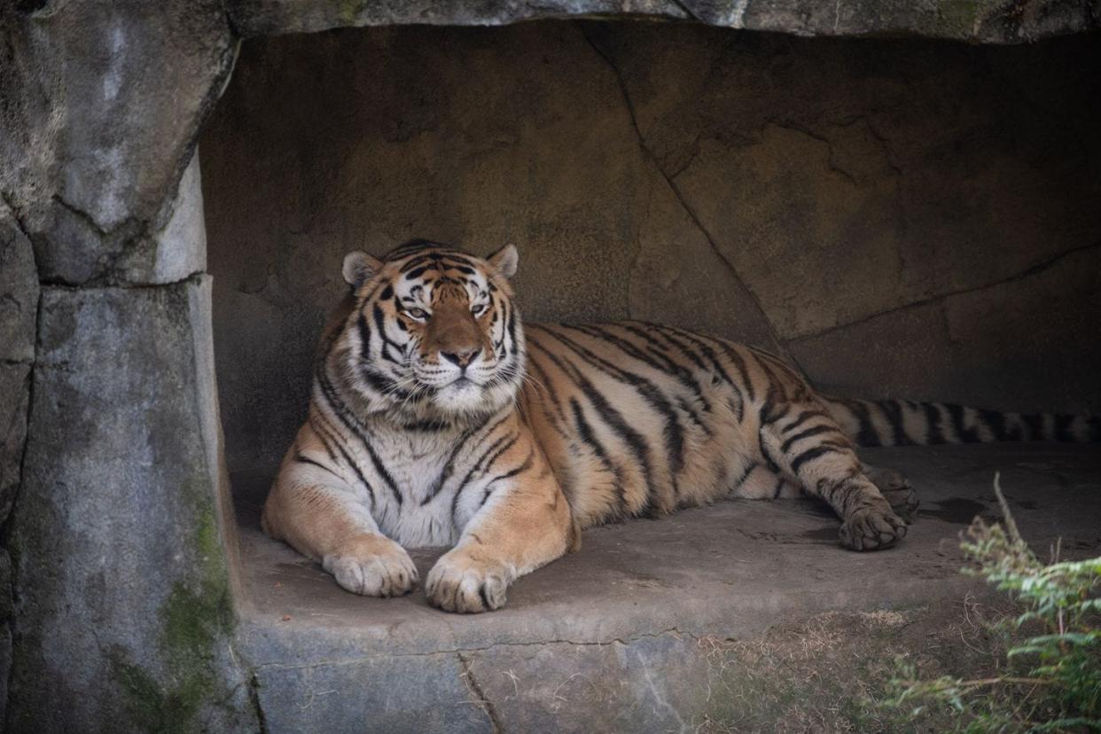 Jupiter, a 14-year-old Amur tiger, died of complications related to COVID-19, according to the Columbus Zoo and Aquarium.