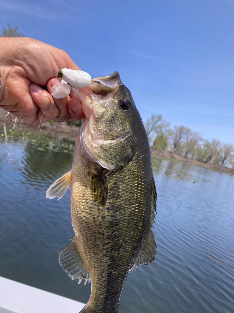 On the last day of a camping and fishing trip to Presque Isle Bay May 10-12, Outdoor correspondent Art Holden caught 33 largemouth bass, most on a top-water presentation in shallow, weedy conditions.