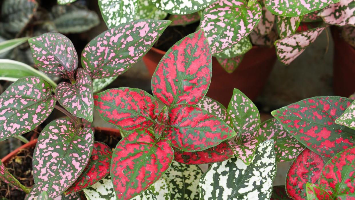 polka dot plant