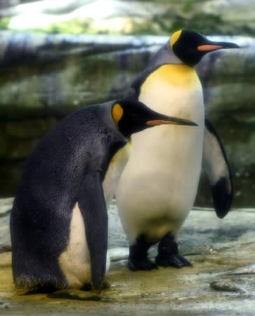 Broody male penguin couple adopt egg at Berlin Zoo