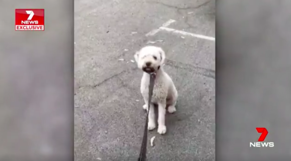 Pippy is a Lagotto, a special breed of hypo-allergenic dog. Source: 7 News