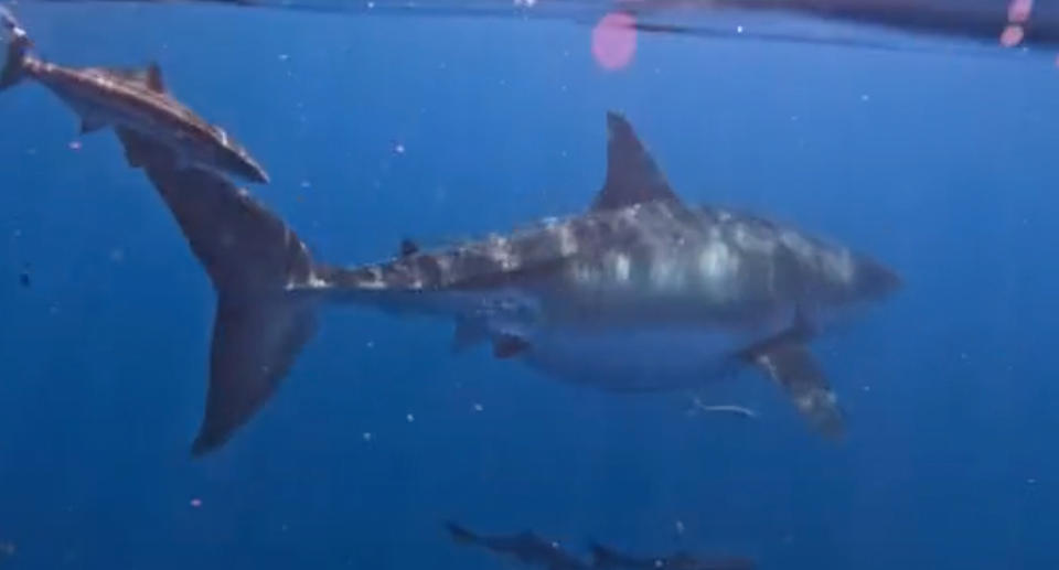 Many were quick to comment that it appeared the huge shark is pregnant. Source: TikTok 